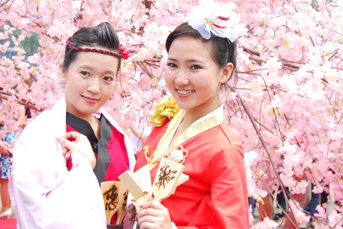 Lễ hội Hoa anh đào sẽ được tổ chức tại Hoàng thành Thăng Long